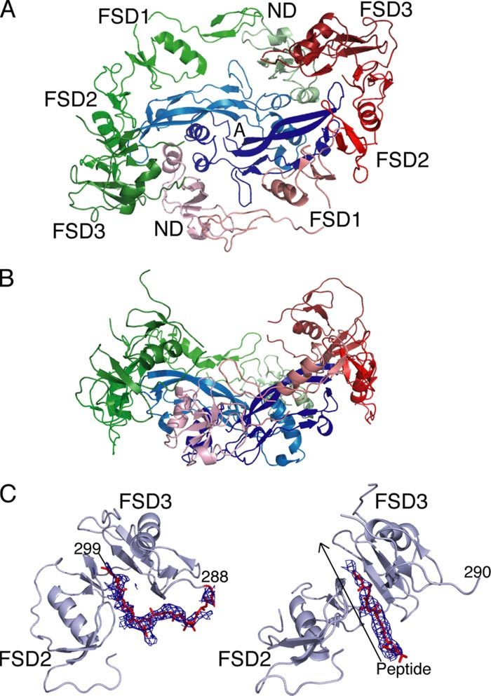 Follistatin Peptide Research: Skeletal Muscle, Metabolism, and Beyond 2 Structure of the activin-follistatin 315 complex