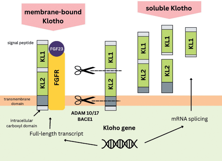 α-Klotho protein structure